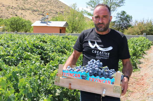 Erzincan’ın şifa deposunda hasat vakti: Tarlada 110 lira…