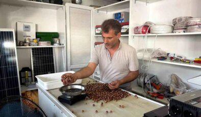 Alaplı’da Fındık Rekoltesindeki Düşüş Fiyatları Yükseltti