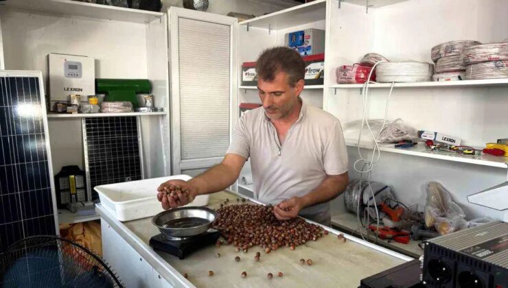 Alaplı’da Fındık Rekoltesindeki Düşüş Fiyatları Yükseltti