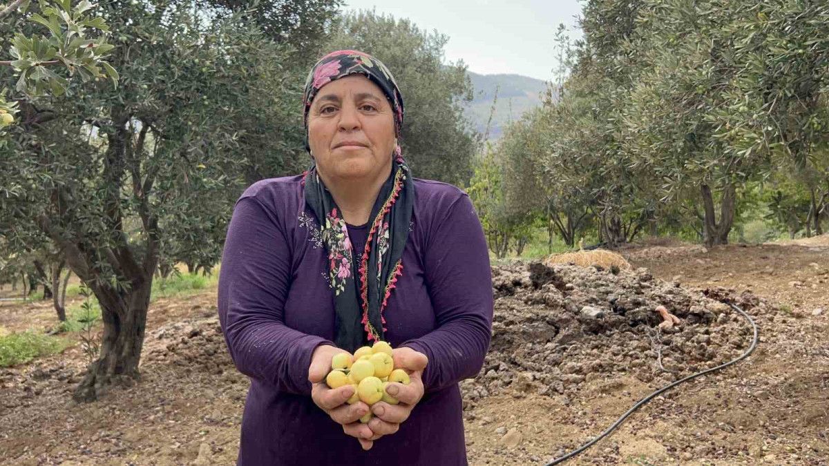 Alıç Hasadında Kuraklık Zorluğu ve Verimde Düşüş: Aile İşinde 120 Ağaçla 5 Ton Hedef