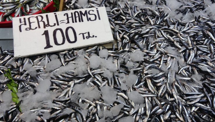 Balık Sezonuna Hamsiyle Başlayan Karadeniz: Palamut Sessiz, Hamsi Çok
