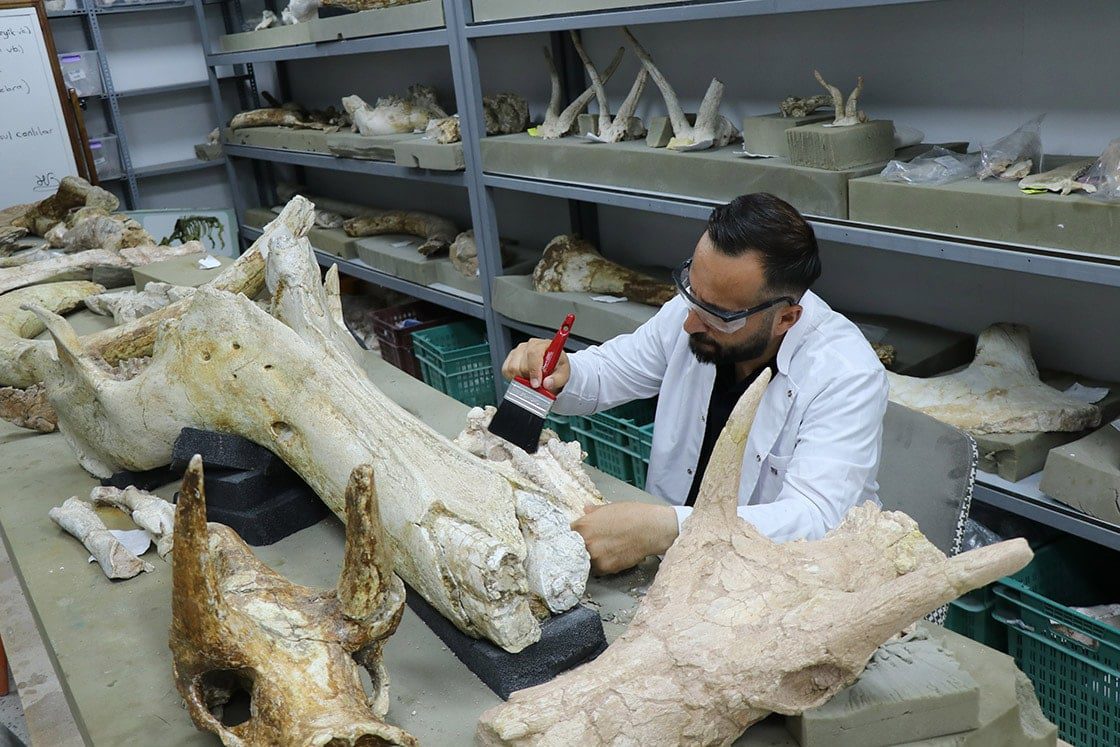 Bölgedeki Fosil Yaşamı: Fil Ağırlıklı Keşifler ve Paleocoğrafya İpuçları