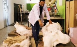 Bölgedeki Fosil Yaşamı: Fil Ağırlıklı Keşifler ve Paleocoğrafya İpuçları