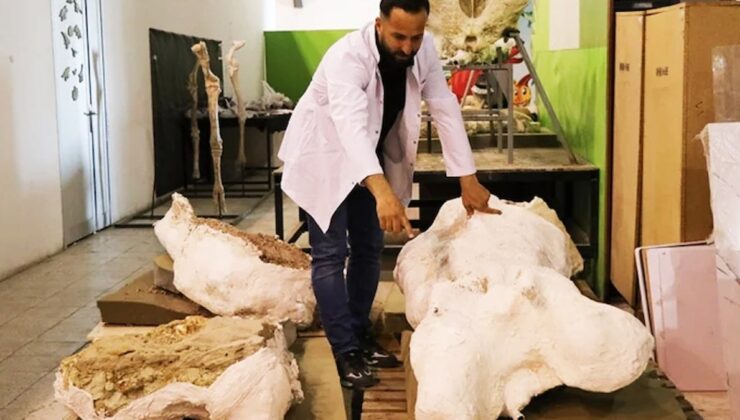 Bölgedeki Fosil Yaşamı: Fil Ağırlıklı Keşifler ve Paleocoğrafya İpuçları