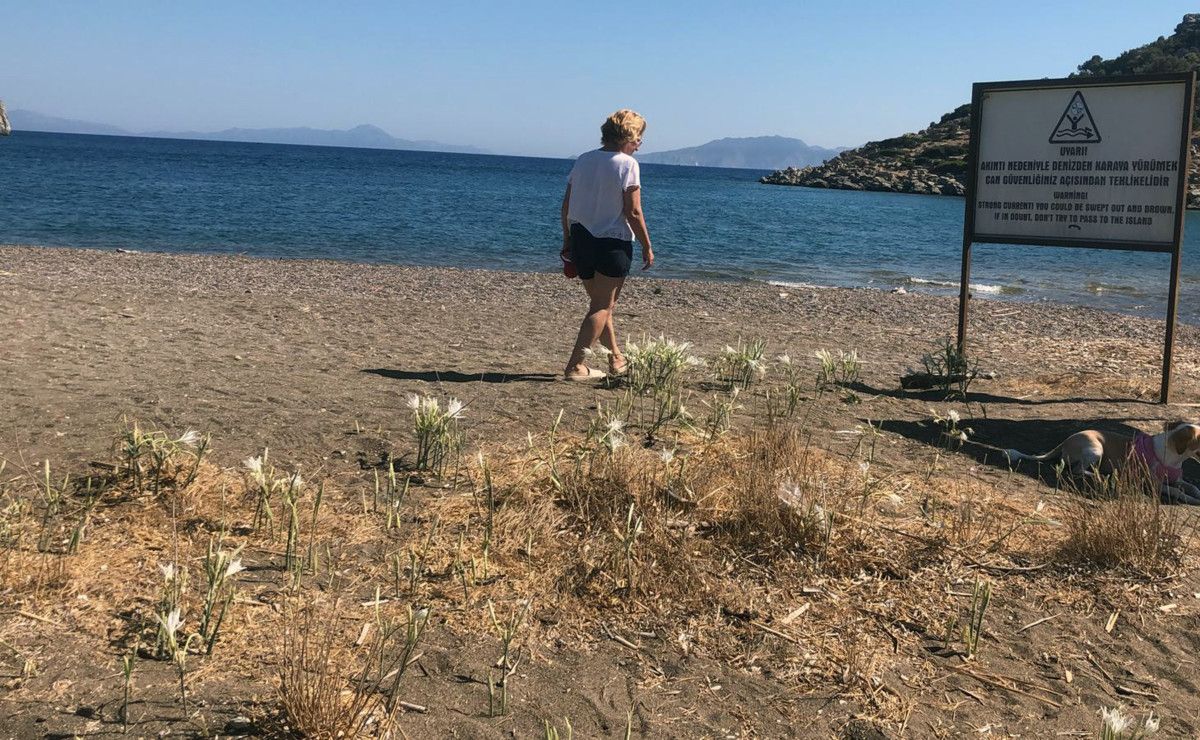 Datça ve Sarıgerme Kumsallarında Kum Zambağı İçin Uyarı ve Cezalar