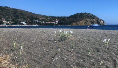 Datça ve Sarıgerme Kumsallarında Kum Zambağı İçin Uyarı ve Cezalar