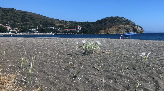 Datça ve Sarıgerme Kumsallarında Kum Zambağı İçin Uyarı ve Cezalar