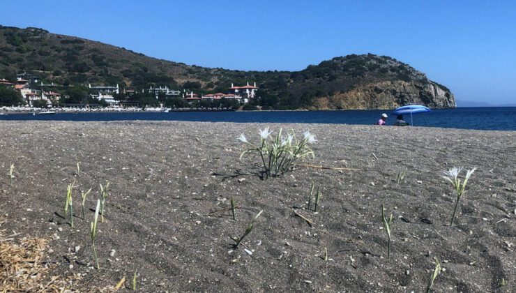 Datça ve Sarıgerme Kumsallarında Kum Zambağı İçin Uyarı ve Cezalar