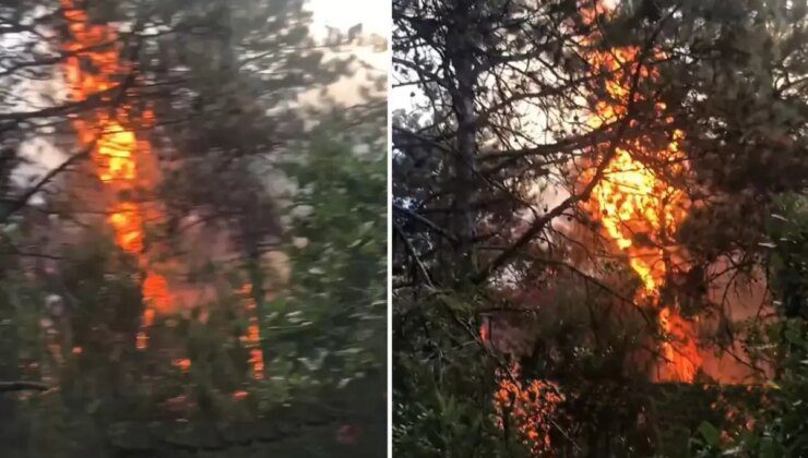 İstanbul’da Yangına Neden Olan Olayın Detayları: Kamp Ateşi ve Tartışma