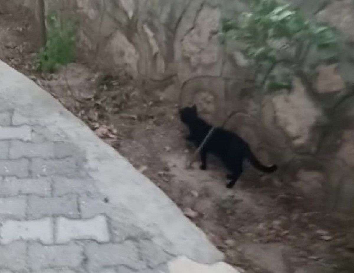 Kediyle Fare: Komşunun Bahçesinde Sıradışı Yakınlık ve Sessiz Oyun