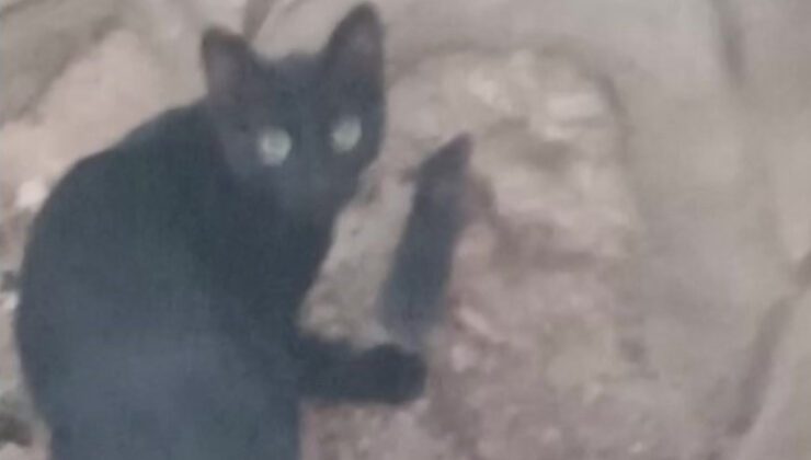 Kediyle Fare: Komşunun Bahçesinde Sıradışı Yakınlık ve Sessiz Oyun