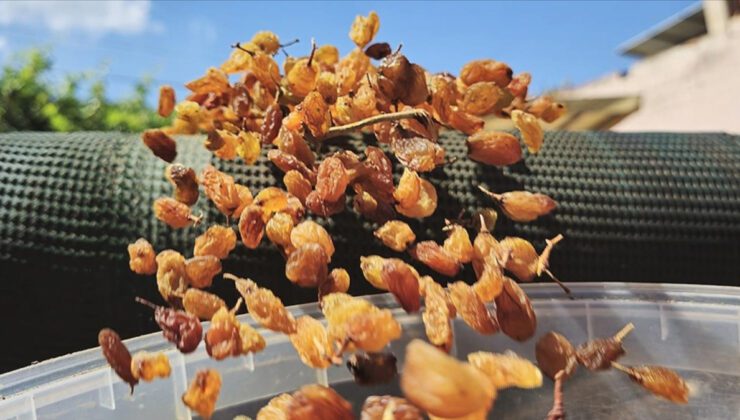 Kuru Üzüm İhracatında Rekor Gelir, Düşen Üretim Miktarına Rağmen Yükselen Birim Fiyatlar