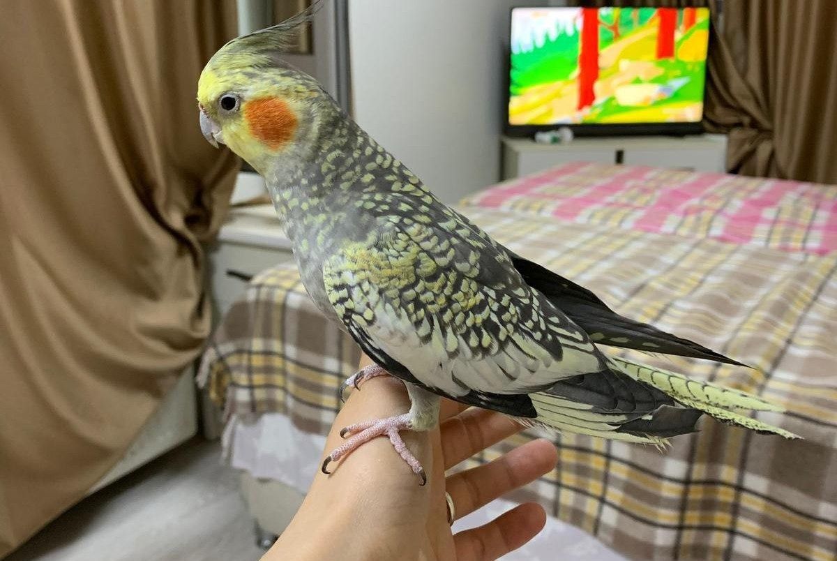 Siirt'te Kaybolan Zeytin: Aileyi Yürekten Sızlatan Umut Havası