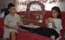 Siirt’te Kaybolan Zeytin: Aileyi Yürekten Sızlatan Umut Havası